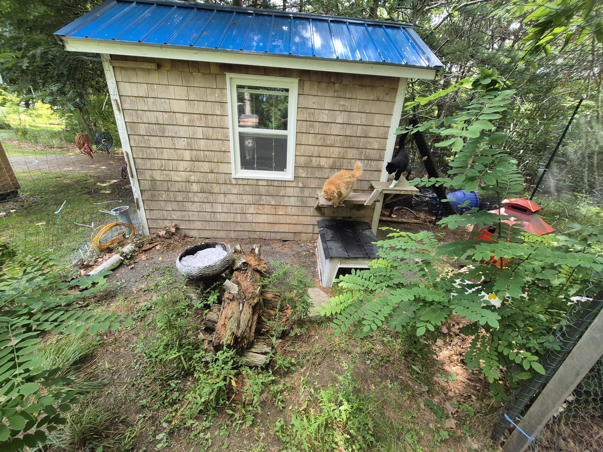 view of the outside portion of the cats' hangout
