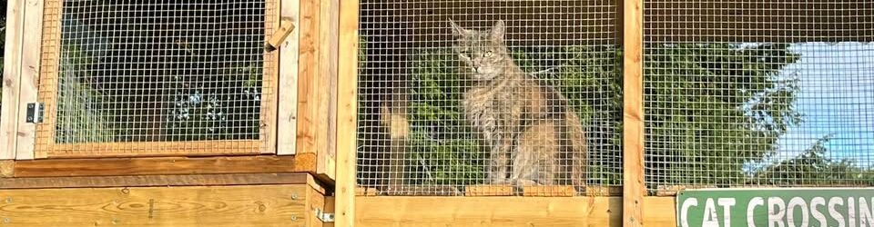 South Shore Catios